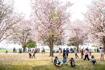 Nakhon Pathom - THAILAND, February 20, 2016 : Colorful of Pink trumpet tree (Tabebuia rosea)...