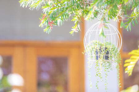 Beautiful or cute white cage of small pot of flower plant hang in the garden park decoration of house or home.の写真素材