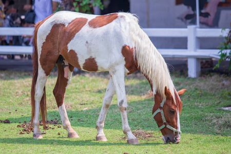 Horse in color white and brown beautiful.の写真素材