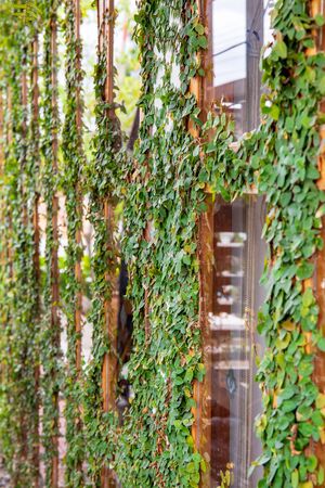 Green ivy plant on the old wooden plank and mirror.の写真素材