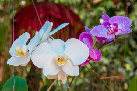 Orchid flower in color white and purple or violet.の写真素材