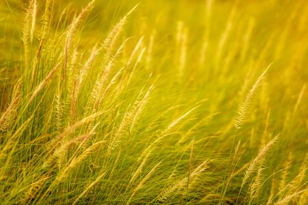 Beautiful soft focus on white grass flower meadow field  in warm light of sunset or evening time or orange tone background.の写真素材