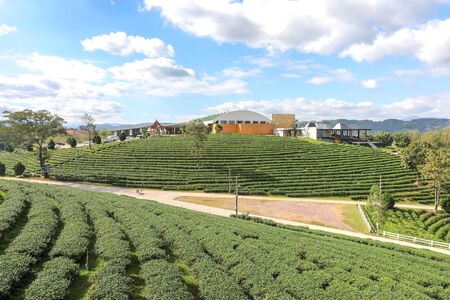 Chiangrai, Thailand. - December 15, 2018 : Choui Fong tea plantation and blue sky and white clouds at   Chiangrai.のeditorial素材
