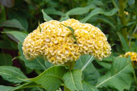 Cockscomb or Celosia flower in yellow color on a colorful leaf background.の写真素材