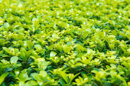Selective focus on Green leaf bush for background textured usage.