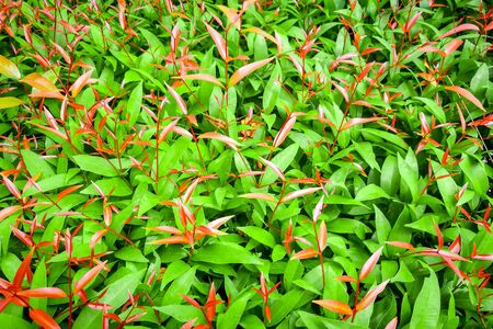 Young leaf or red color with Green leaf bush for background textured usage.