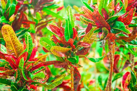 Colorful Croton Plant or Long Leaf Croton Hybrid, Tropical Tree. or colorful leaf or leave.