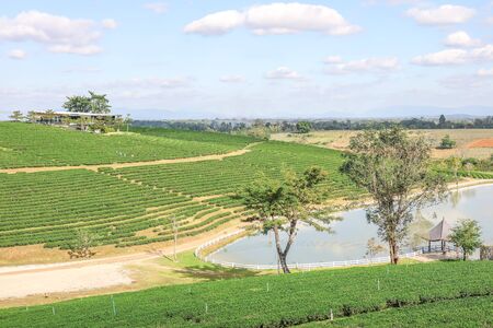 Chiangrai, Thailand. - December 15, 2018 : Choui Fong tea plantation and blue sky and white clouds at   Chiangrai.のeditorial素材