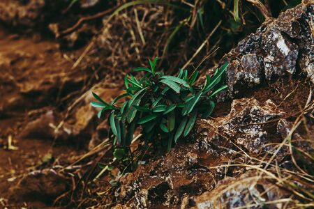 Small Green plant leaf on the rock or stone in real forest.