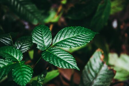 Green tree leaf plant at the forest near the water fall or brook.