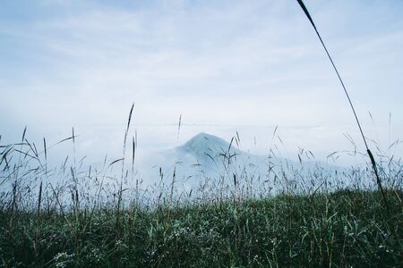 Grass flower on the mountain hill with top or peak of mountain and fog clouds on the background.