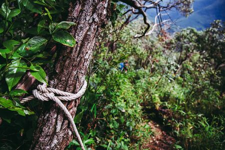 Closeup to old robe at big tree in the real forest.の写真素材