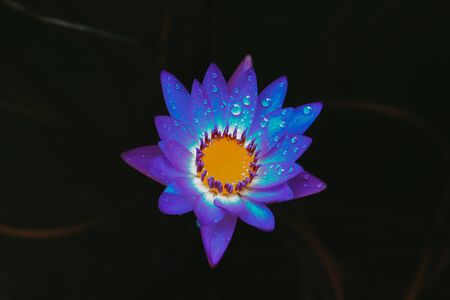 Colorful blooming pink water lily or lotus flower with water or rain. in dark tone.の写真素材