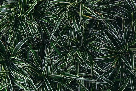 Green long leaf bush for background textured usage.の写真素材