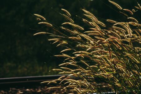 Dark tone of beautiful grass flower in sunshine light at sunset or evening time.
