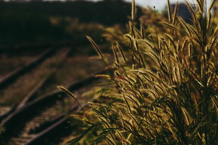 Dark tone of grass flower in sunshine light near railroad train.の写真素材