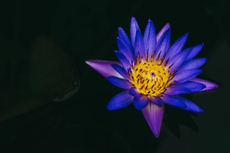 Colorful blooming pink water lily or lotus flower. in dark tone.の写真素材