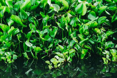 Water Hyacinth cover a pond or swamp.の写真素材