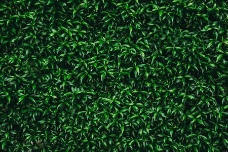 Green leaf bush for background textured usage.の写真素材