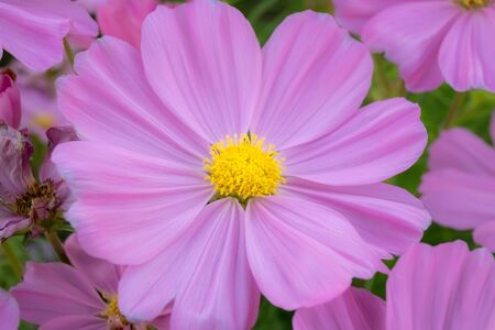 Cosmos bipinnatus flower or colorful pink flower in garden.の写真素材