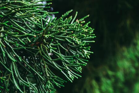 Selective focused on pine tree leaf or fern leaf in dark forest tone.