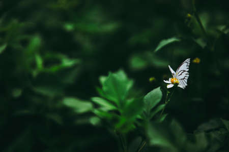 Beautiful small white butterfly on the white daisy flower and green leaf in dark forest tone.の写真素材