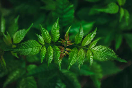 Top part of green tree leaf or leaves. in dark tone light.の写真素材