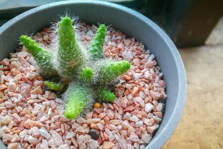 Beautiful cute or pretty small green cactus in ceramic potの写真素材