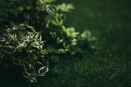 Selective focused on pine tree leaf or fern leaf in dark forest tone.の写真素材