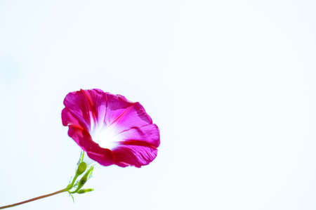 morning gloryの写真素材