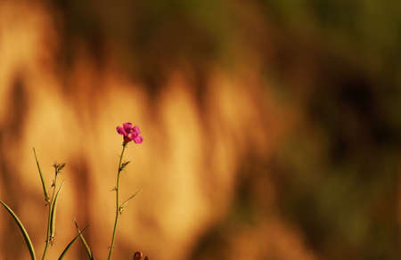 Wild flowersの写真素材