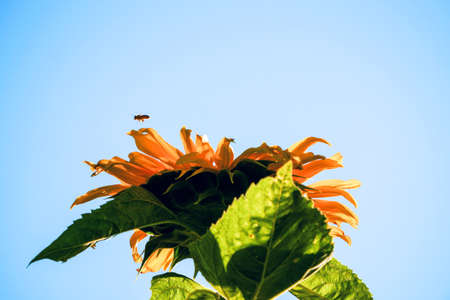 Sunflowerの写真素材