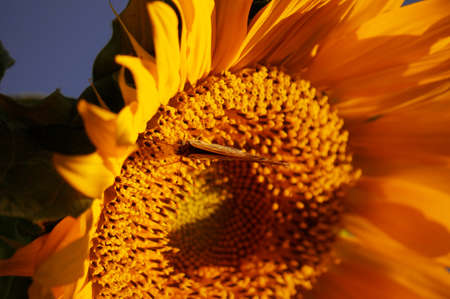 Sunflowerの写真素材