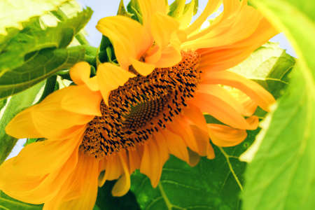 Sunflowerの写真素材