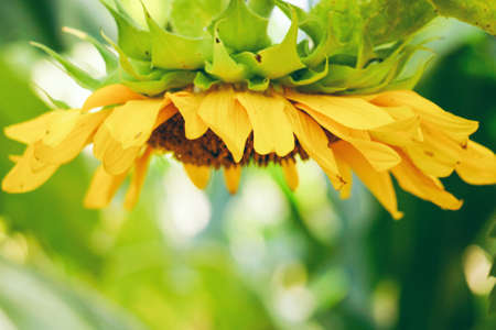 Sun flowerの写真素材