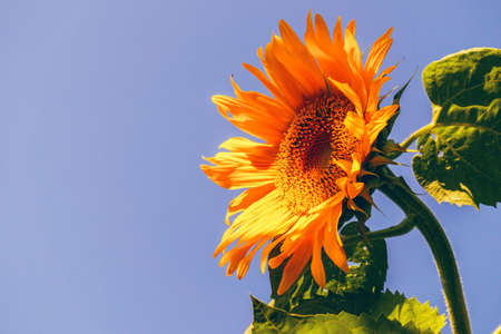 Sunflowerの写真素材