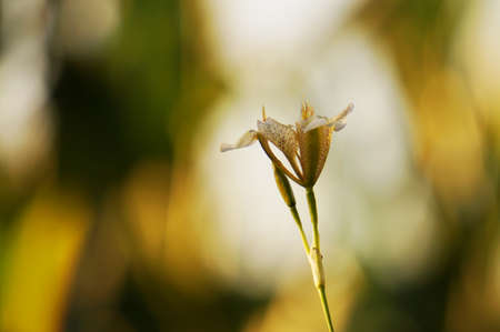 wilflowerの写真素材