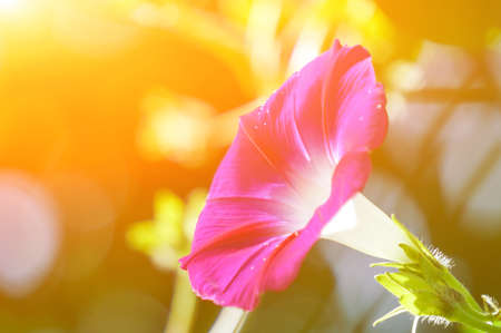 Morning gloryの写真素材
