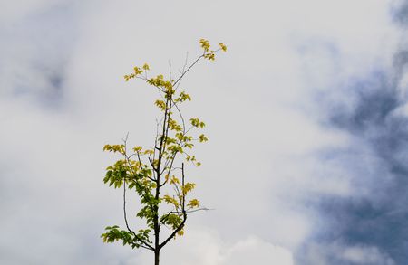 a lonely tree see from above in a cloudy day