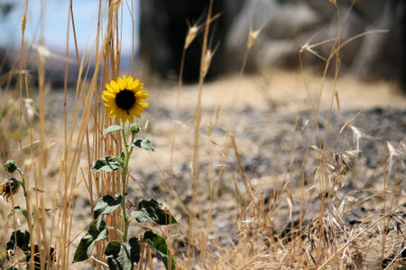 Desert Flowerの写真素材