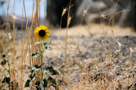 Desert Flower