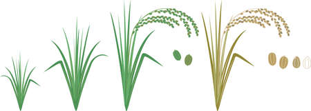 It is an illustration depicting the growth of rice.のイラスト素材