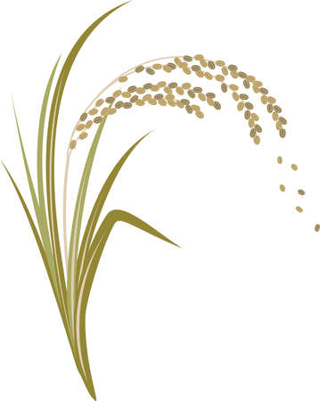 Illustration of riceのイラスト素材