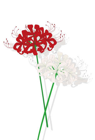 Red and white higan flower illustrationのイラスト素材