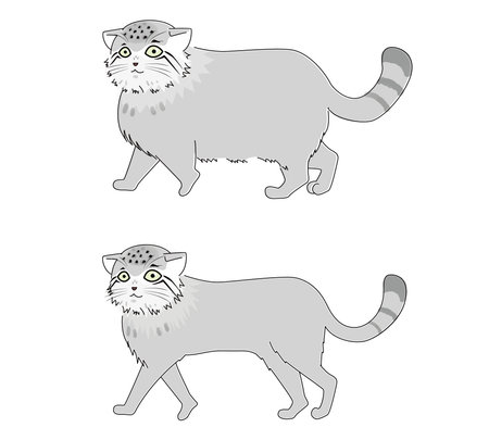 Contrasting illustration of a fluffy winter hair and a slim summer-haired manul catのイラスト素材
