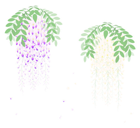 Illustration depicting a bunch of white and purple wisteriaのイラスト素材