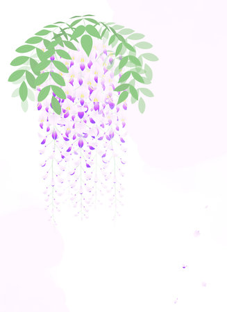 Illustration depicting a bunch of white and purple wisteriaのイラスト素材