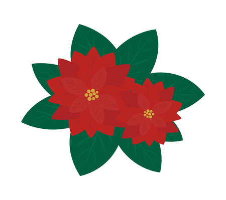 Illustration of two poinsettiasのイラスト素材