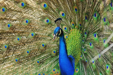 Pavoの写真素材