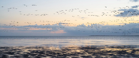 birds in crowed flying through the sundown